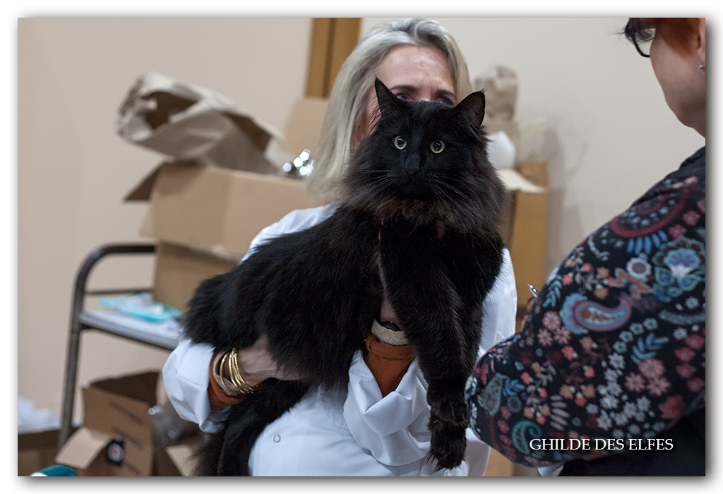 new look de millepoils2.jpg - New Look de Millepoils